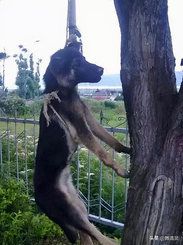 “几个月大的小狗也是婴儿”熊孩子的教育，当从尊重生命开始