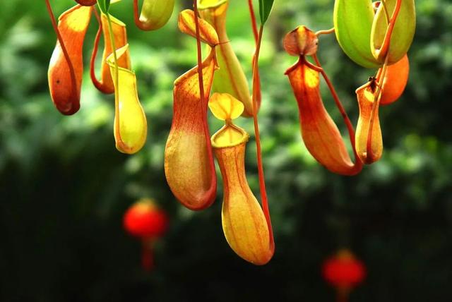 驱蚊草 驱蚊草（驱蚊草图片） 生活