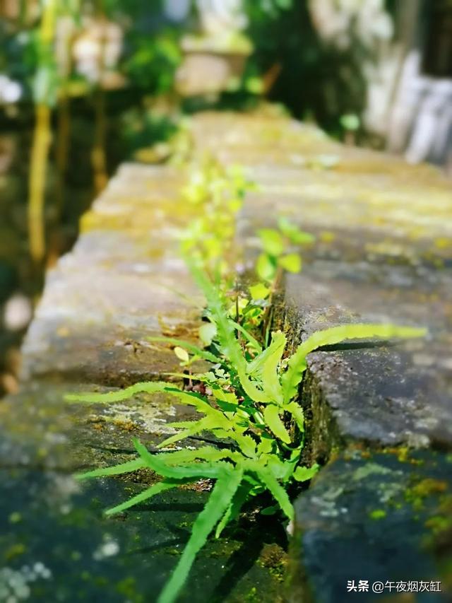 幽静小院，微雨一帘，淡茶半盏