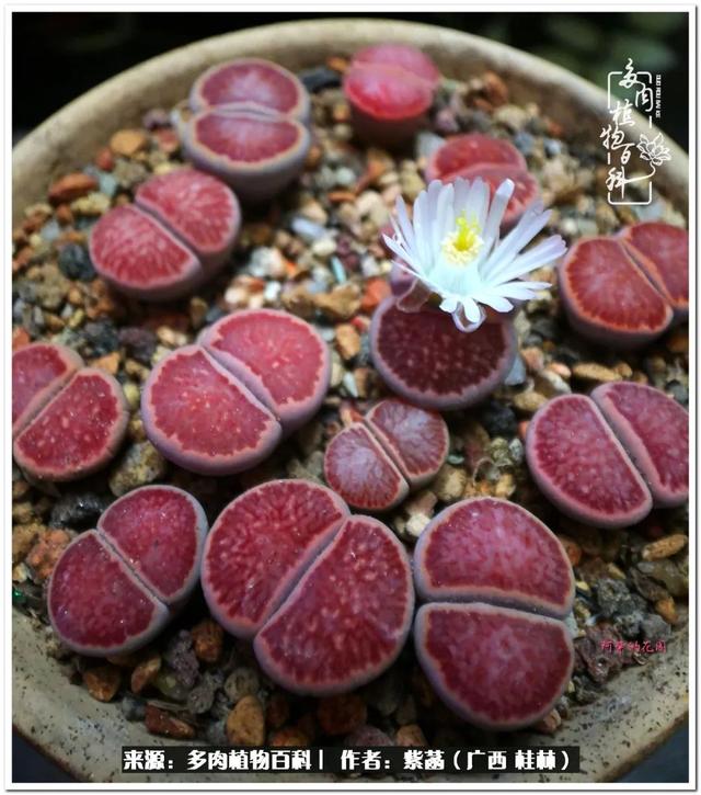 郑州新型泥土洗砂机