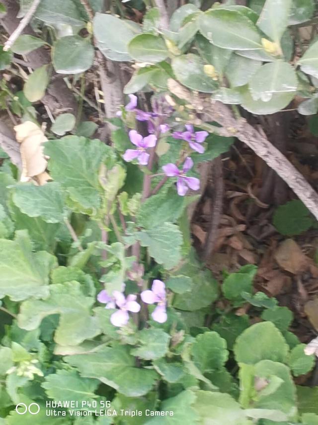 花红、柳绿