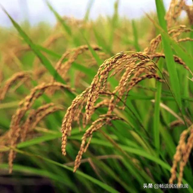 今天立夏，天气晴朗啥预兆？看看老祖宗留下的谚语，有什么说法