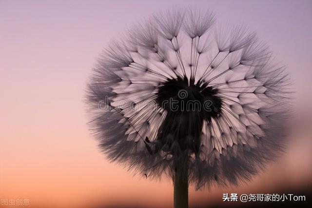 散文：一个人最大的悲哀，在于丢失自我