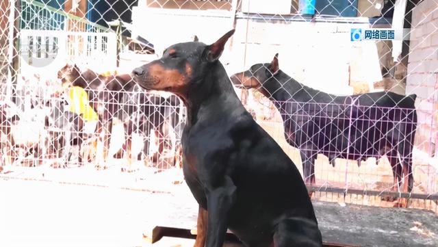 北京杜宾犬舍 北京杜宾犬舍（成都杜宾犬舍） 动物