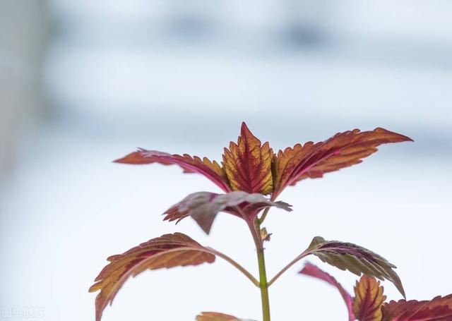 晚上失眠睡不着怎么办？试试这个方子，让您一觉到天亮