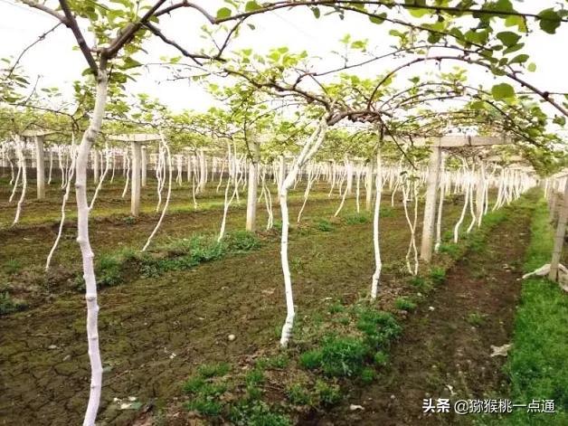 春季猕猴桃易发10种病虫害，提前防控3