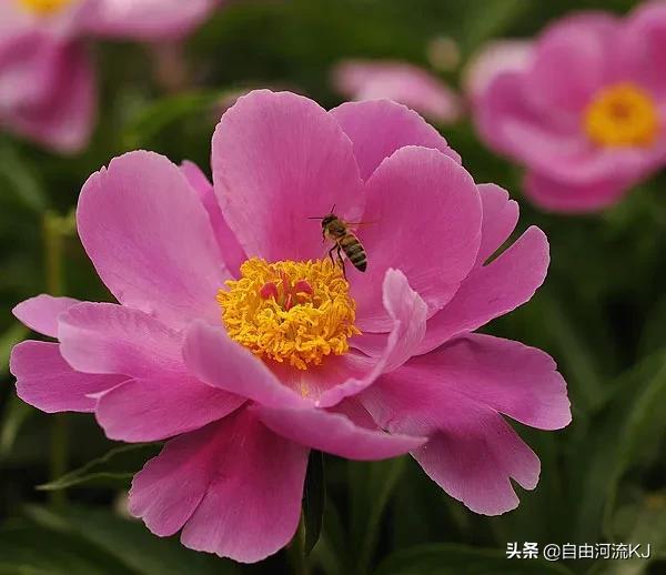 鲜花盛开，姹紫嫣红，争奇斗艳，美不胜收