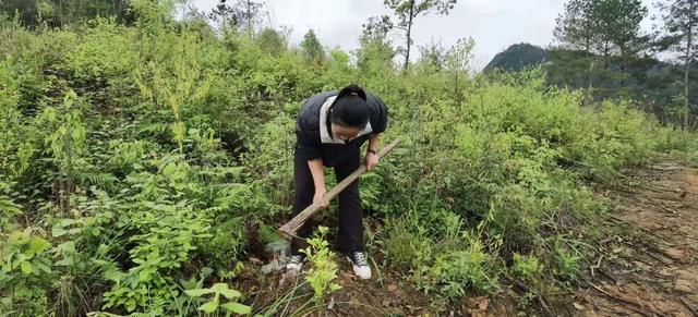 270万人跟着女大学生学种蘑菇