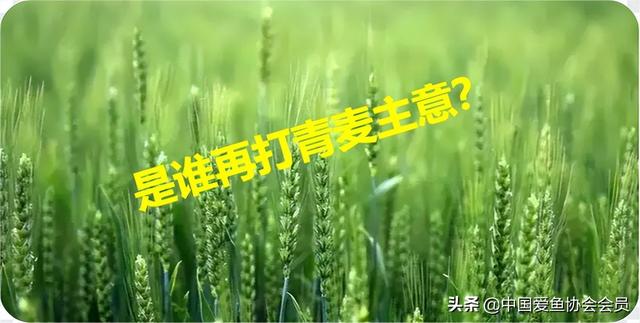 多地紧急排查割青麦事件，明确表态禁止割青麦行为