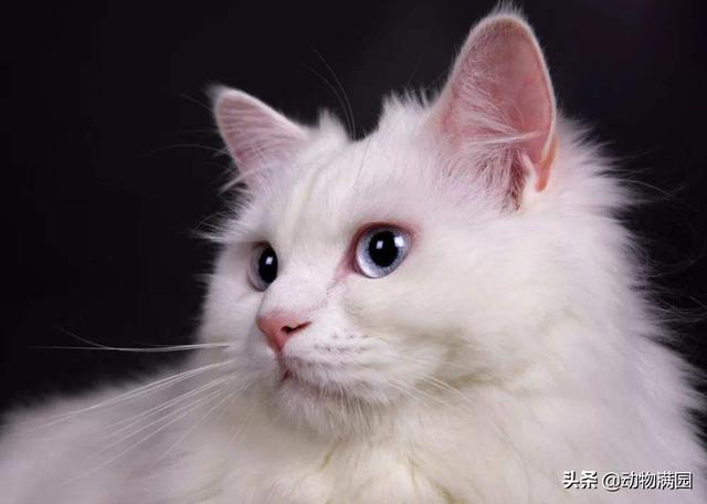 安哥拉猫