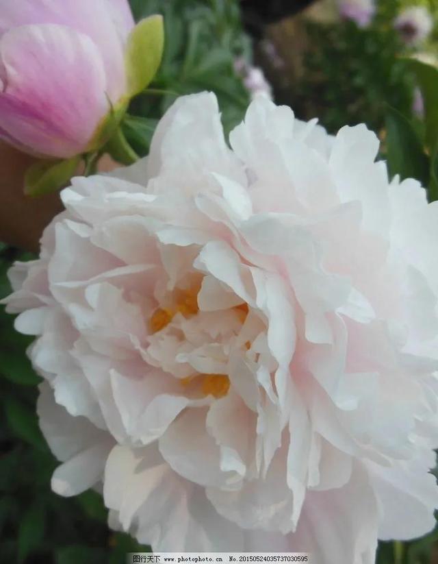 花的世界，芬芳美丽；醉了眼眸，美了心情