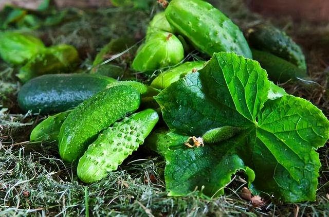 黄瓜是“激素瓜”？提醒：为了健康，尽量少吃这3种黄瓜