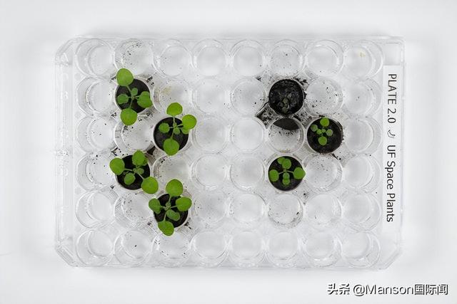 科学家成功在月球土壤上种植物 并成功发芽生长