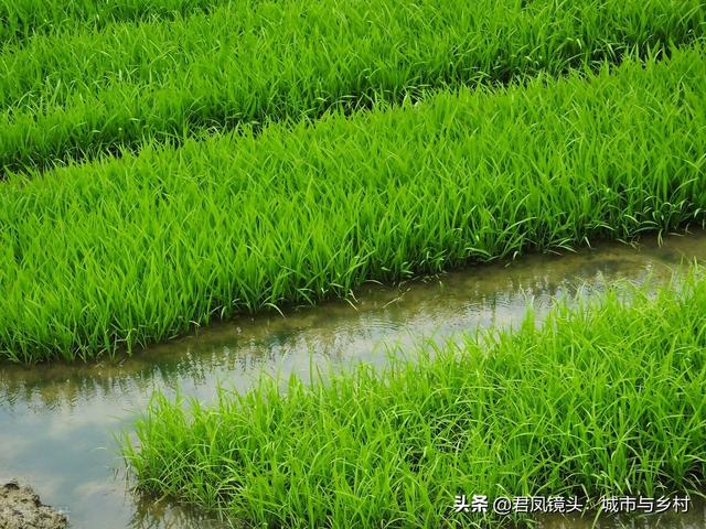 湖北宜昌：农民种植培育的水稻秧苗长势旺盛，绿色养眼