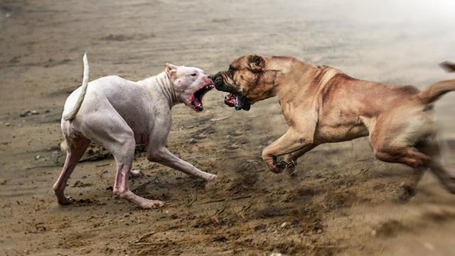 比特犬和藏獒比特犬和藏獒打架视频
