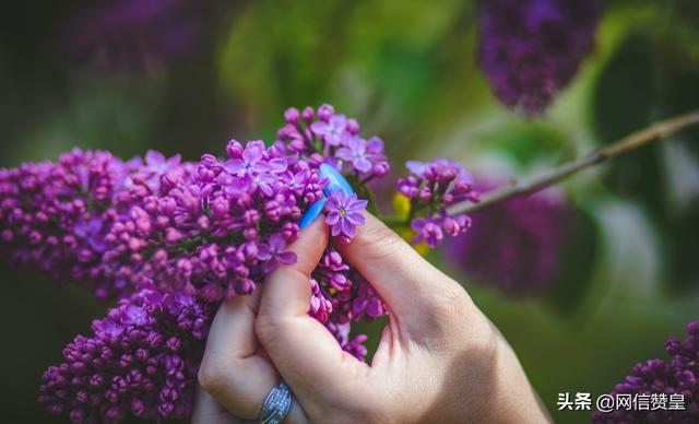 丁香：枝头千千结，幽幽吐芬芳