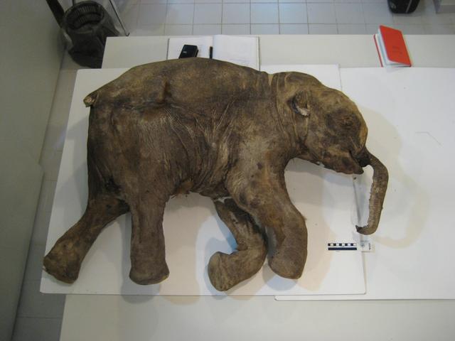 2013年，俄罗斯科学家为永生，将350万年前的细菌注射到自己体内