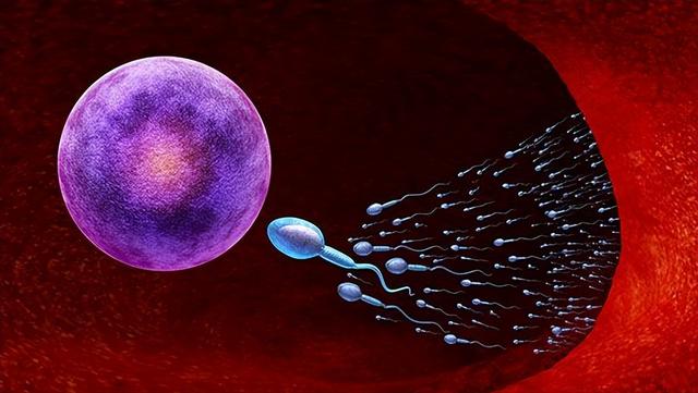 《跑得最快的精子，才能和卵子结合？没成功“受精”的精子都去哪了》