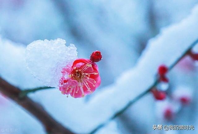 受到君君的冷落，我独自来到花园，看百花百态，幡然醒悟
