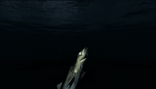 啃咬大白鲨和虎鲸，咬破美军潜艇，它们是来自深海的恐怖动物-第4张图片-趣闻屋