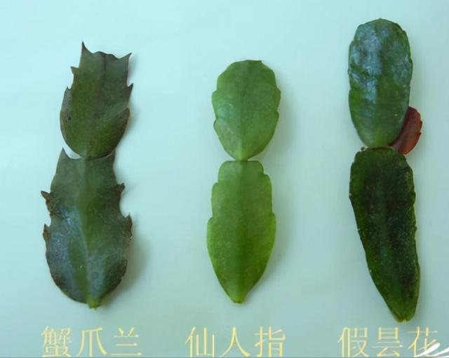 蟹爪兰图片