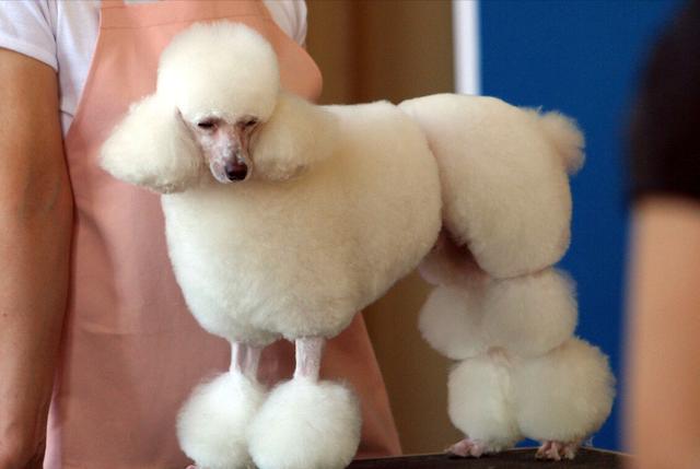 泰迪熊狗(泰迪熊狗狗图片) | 营销创业网