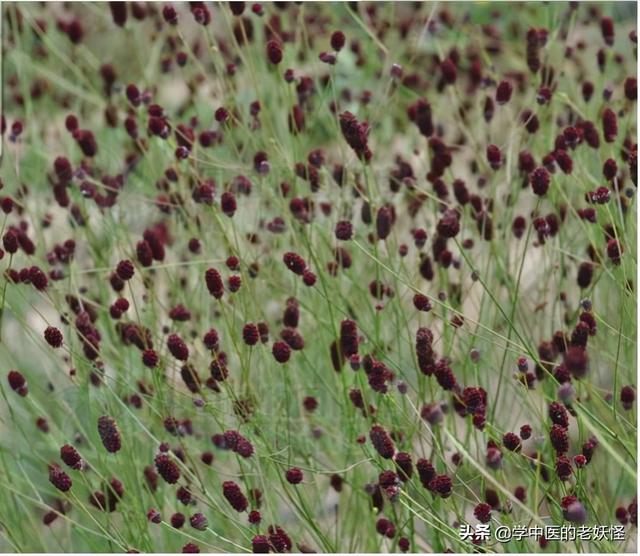 每天学习一味中药——地榆