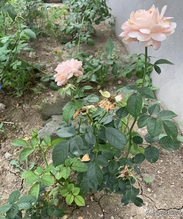 月季花怎么养