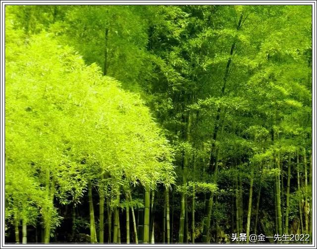 债券有几种类型「债券分几种」