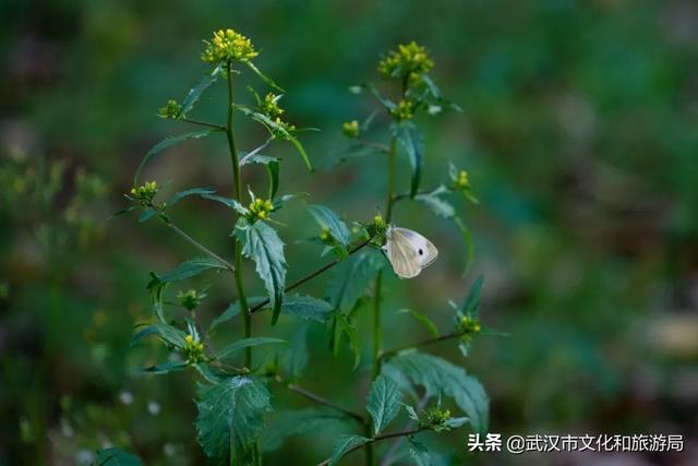 你好，珞珈山的夏天……