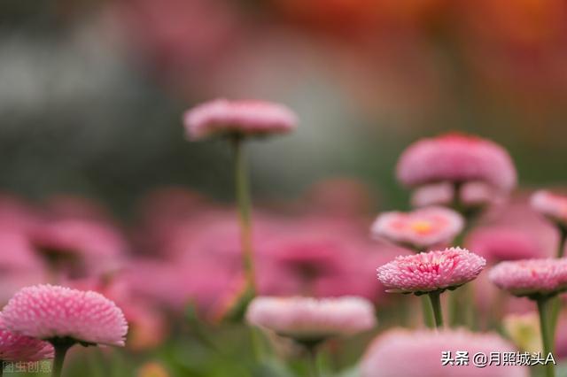 散文：春天，因生而爱