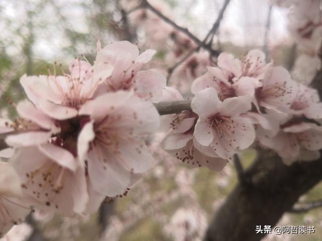 春深景更浓，人间重晚情，繁华依旧笑东风