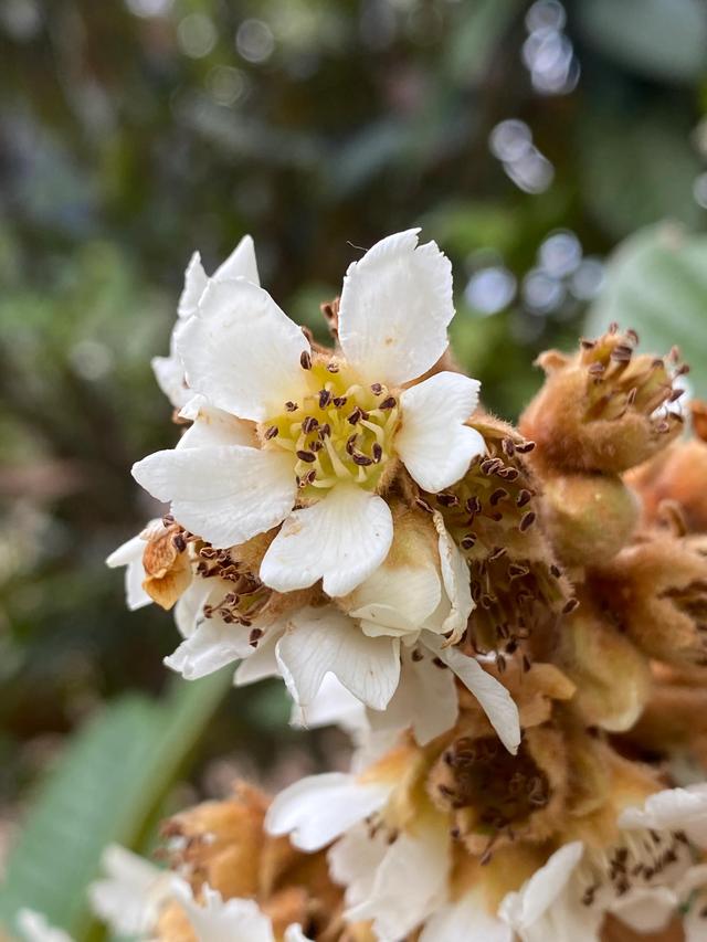 扣人心弦 枇杷花 全网搜