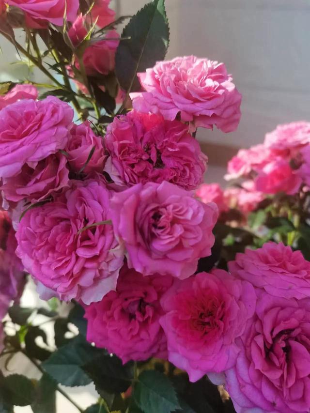 致“五四青年节”