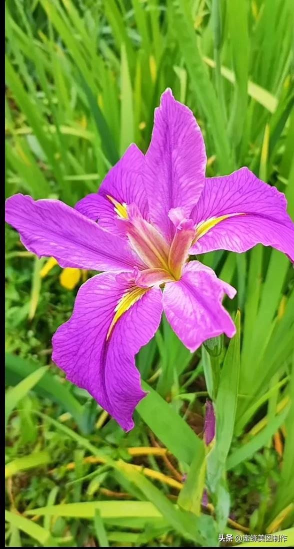 鲜花，因盛开而芬芳，因走过而醉人