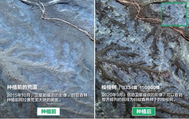 蚂蚁森林五年了，马云许诺每年种一亿棵树，这些树怎样了？