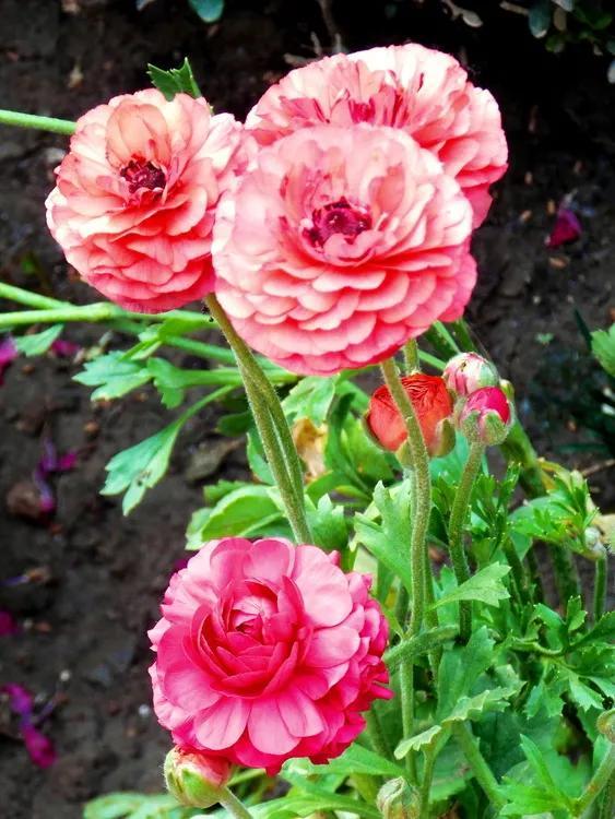 花的世界，芬芳美丽；醉了眼眸，美了心情