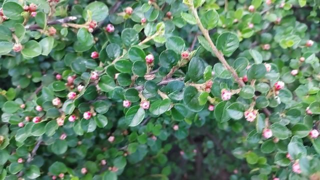 平枝栒子花偷偷露出了笑容