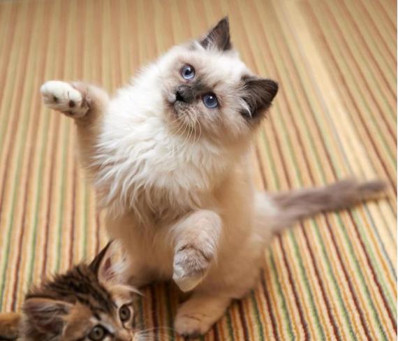 猫咪发出的6种叫声 一个都不懂 证明你养猫很失败 天天要闻