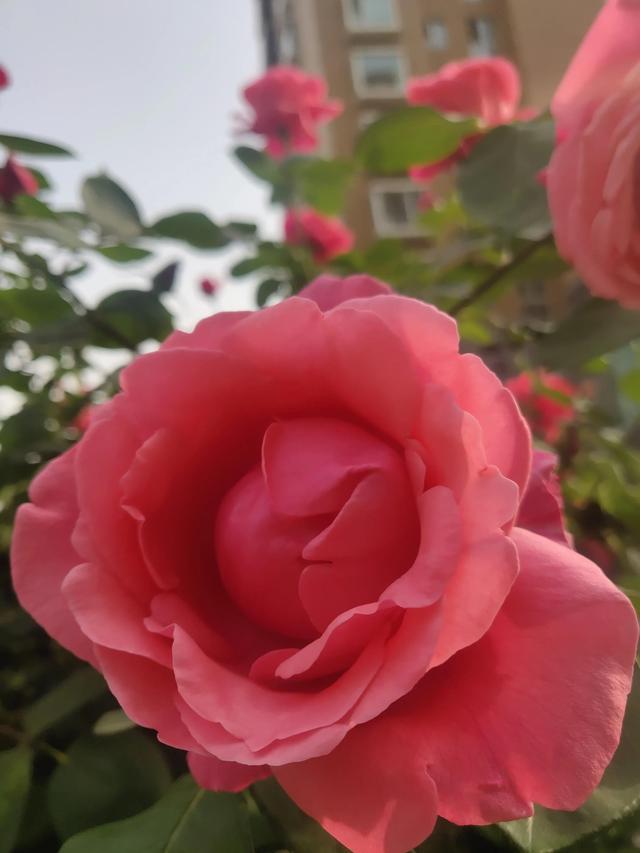 美丽的鲜花，姹紫嫣红，令人心情大好