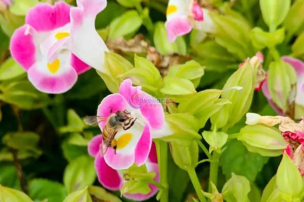 回顾春天百花争艳、招蜂引蝶图片大赏