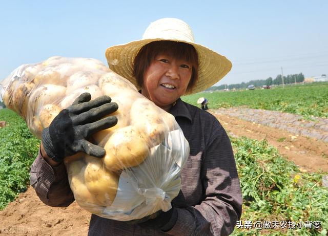 植物生长调节剂＝激素？其功能作用、药害症状及补救方法有哪些？15