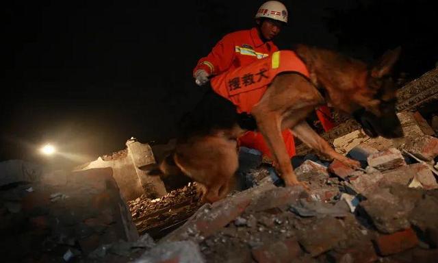 明明有生命探测仪，为何搜救犬仍必不可少？