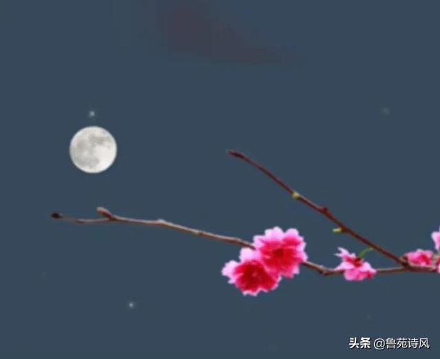 月下漫步的花圃