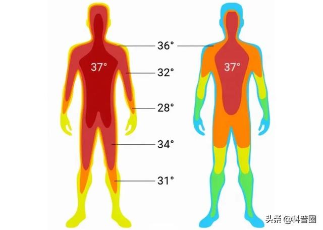 人类体温37℃成历史：体温越低，免疫力越差？体温降低意味什么？