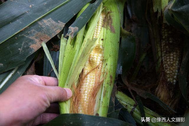 玉蜀黍 玉蜀黍（玉蜀黍平脐蠕孢） 生活