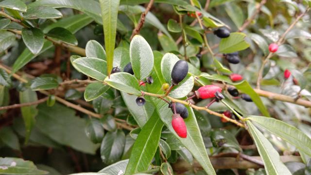 山里的“勾儿茶”是茶吗？枝叶煮水泡脚，舒筋活血