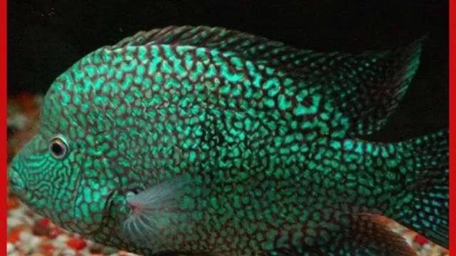 如果你不懂漂流 鱼可能会欺骗你 以下捕鱼方法 方法网