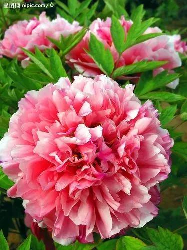 牡丹、芍药大比拼，到底谁最美