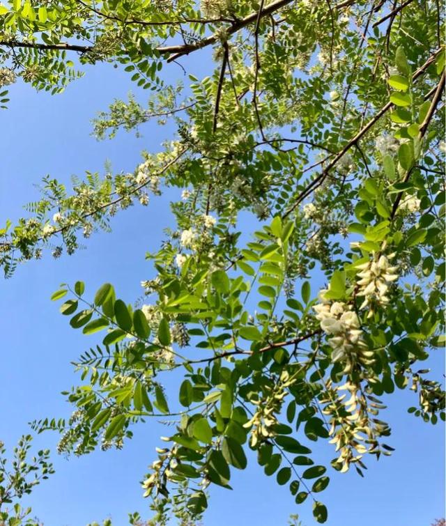 槐花开遍，故乡难回